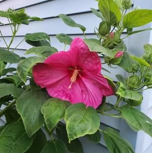 Meet your Posher, Tracie